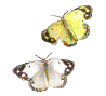 papillon-wht_ylw4