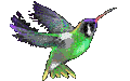 bird-01